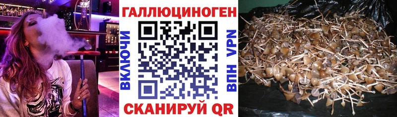 продажа наркотиков  Кингисепп  ссылка на мегу tor  Галлюциногенные грибы мухоморы 